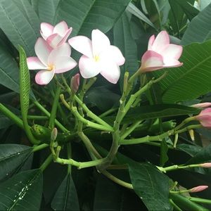 Meet your Posher, Onelia